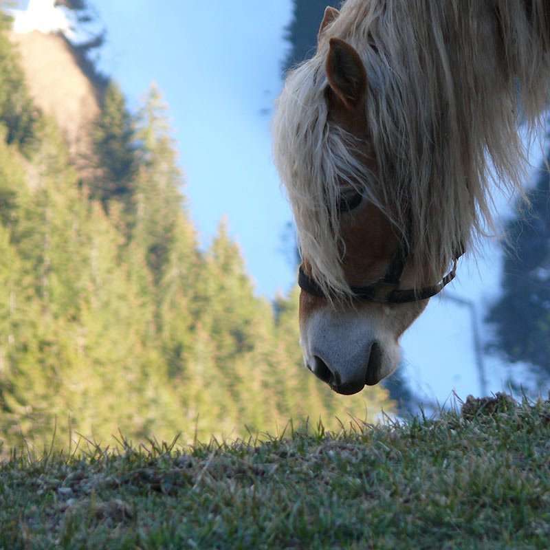 Maso Hoferhof Bressanone/Plose | Impressioni dall'Alto Adige