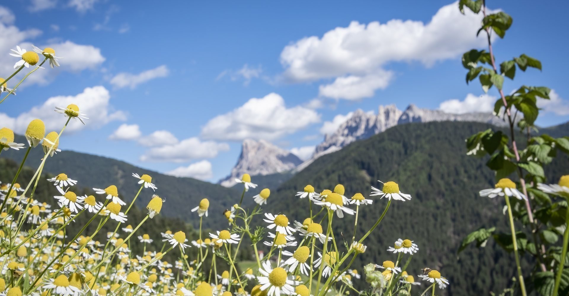 Hoferhof in Südtirol | Sommerurlaub auf der Plose im Eisacktal