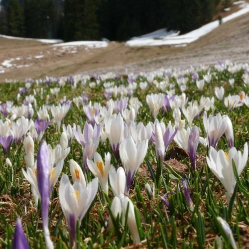 Impressionen von „ban Hofa“ in Afers bei Brixen/Südtirol